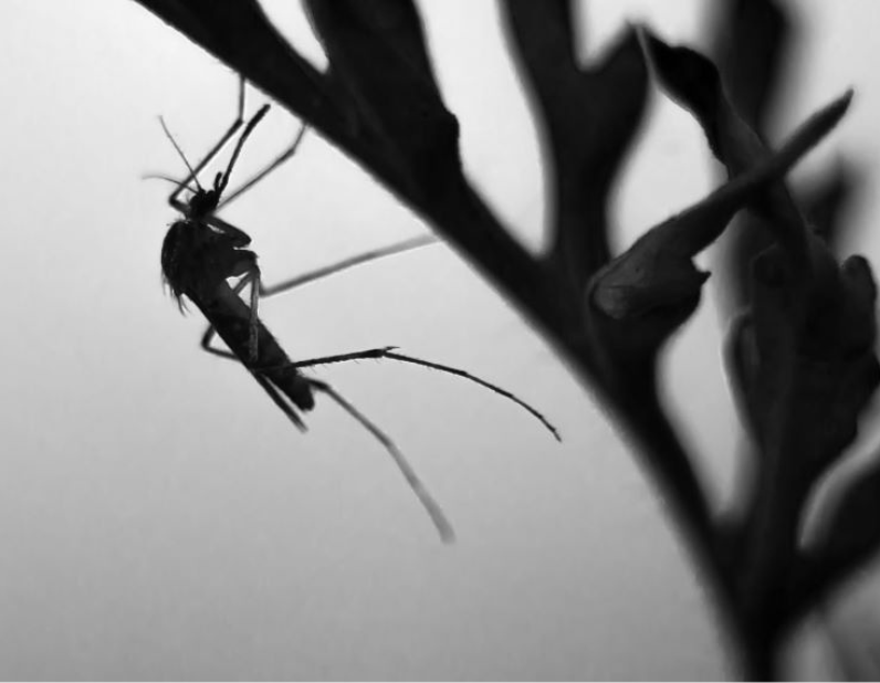 Zanzare: conosci il ciclo di vita per sconfiggerle