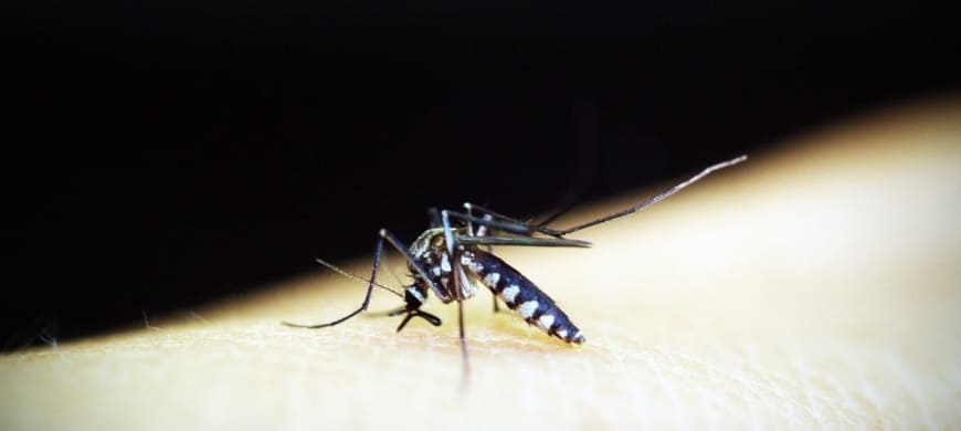La zanzara coreana non teme il freddo e punge di giorno