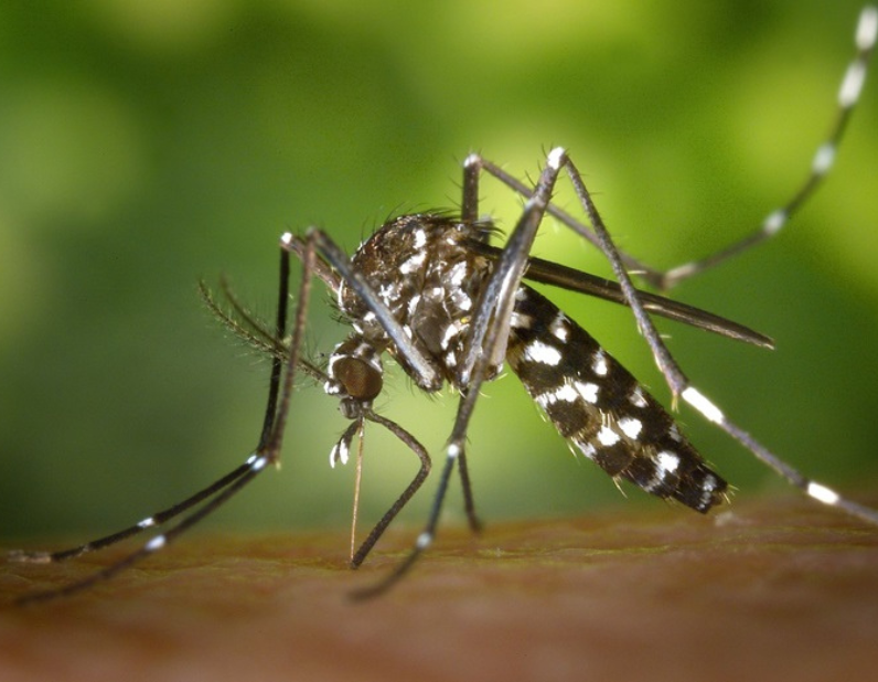 Zanzara tigre: allarme Dengue in Brasile