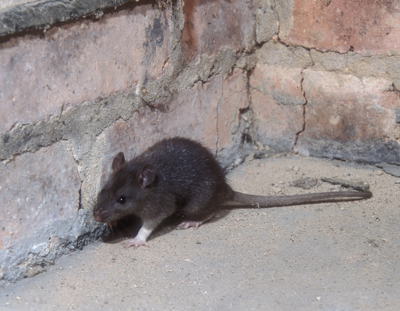 Come sfruttare il comportamento tigmotattico dei topi per una derattizzazione efficace