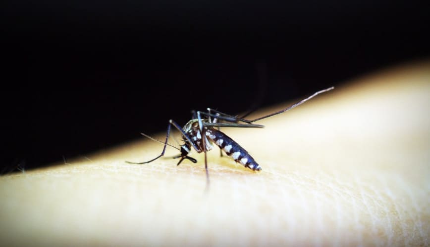 La zanzara coreana non teme il freddo e punge di giorno