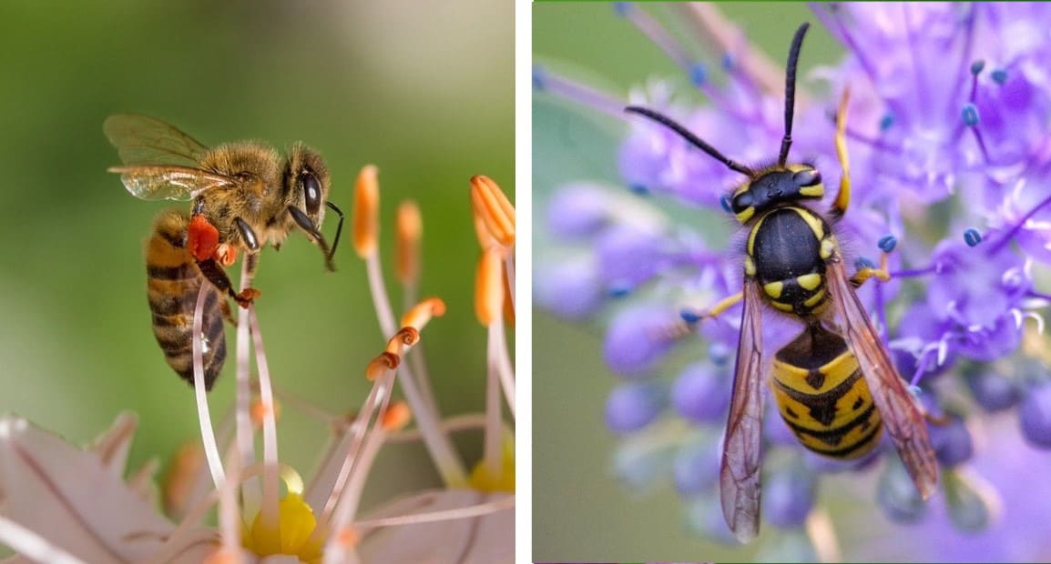 Ape e vespa a confronto