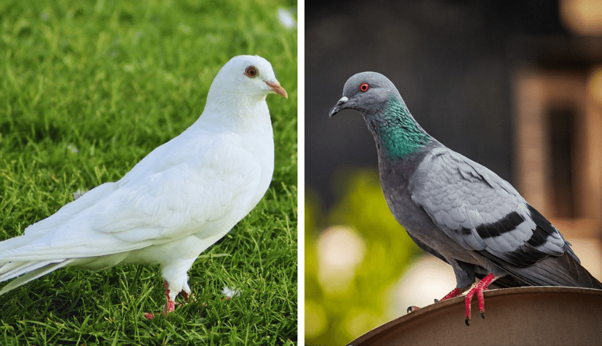 Che differenza c’è tra colombo e piccione?