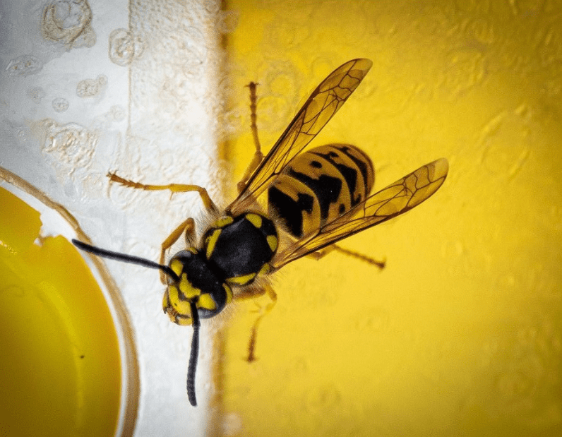 Vespa comune e vespa asiatica: differenze