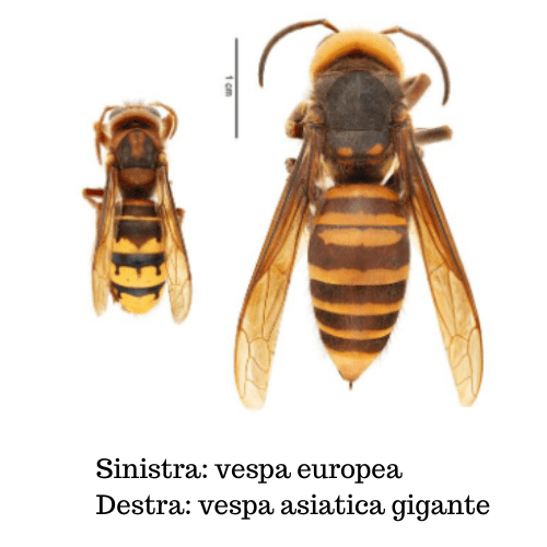 Vespa europea VS vespa asiatica gigante