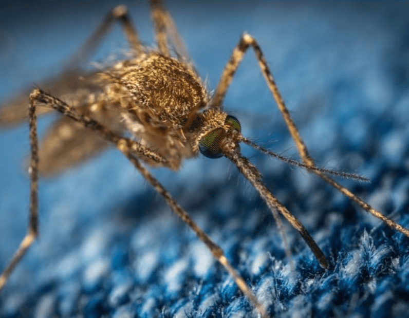 Zanzare OGM: una soluzione biologica per combatterle