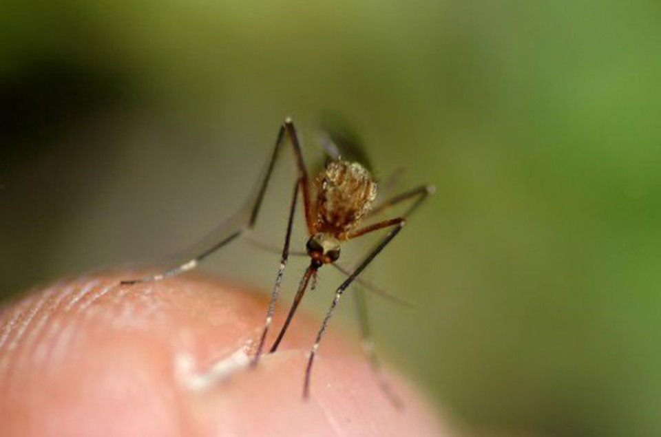 La zanzara comune