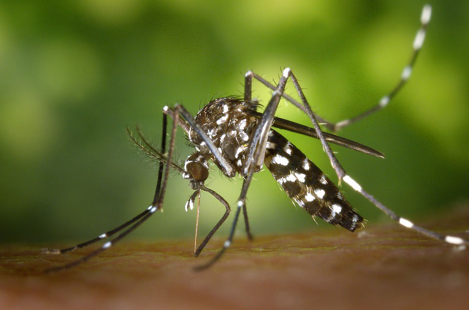 La Zanzara tigre trasmette il virus Zika!