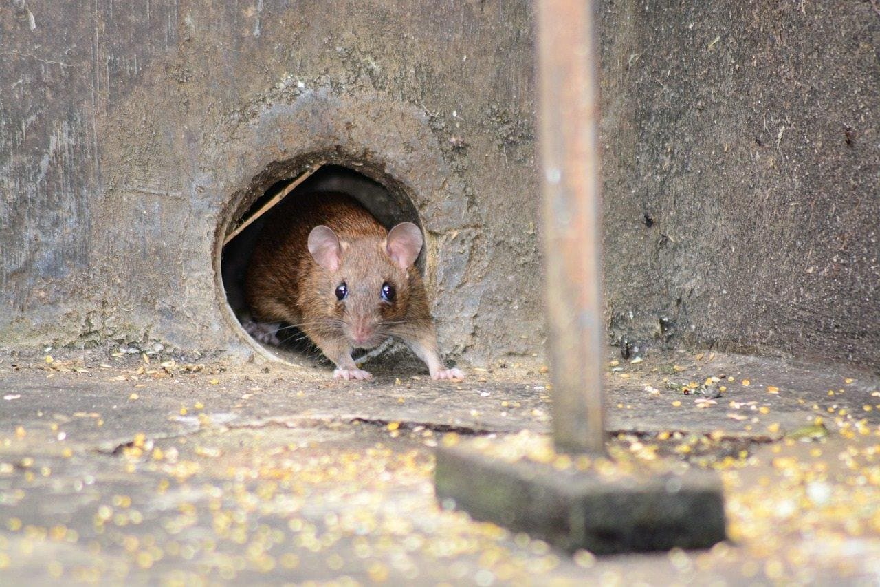 Topi, ratti, insetti ematofagi e colombi: disinfestazione