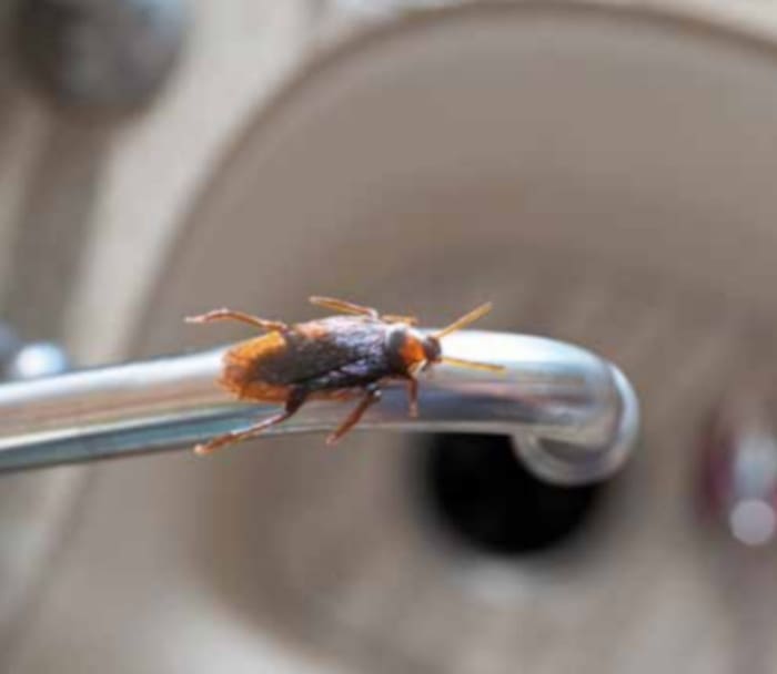 Disinfestazione scarafaggi e blatte - insetti parassiti in generale