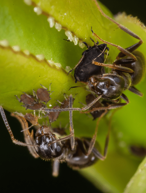 Servizio di disinfestazione insetti striscianti - formiche nere