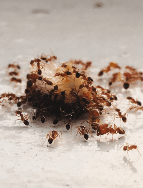 Servizio di disinfestazione insetti striscianti - formiche rosse